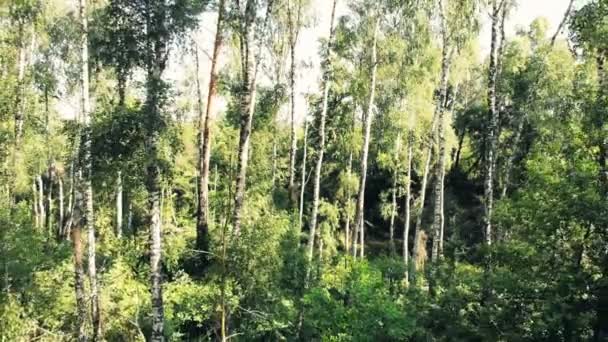 Fotocamera Vola Tra Gli Alberi Una Fitta Foresta Selvaggia Mattina — Video Stock