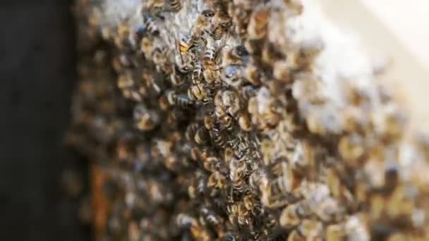 Las Abejas Producen Miel Vista Cerca Del Trabajo Las Abejas — Vídeo de stock