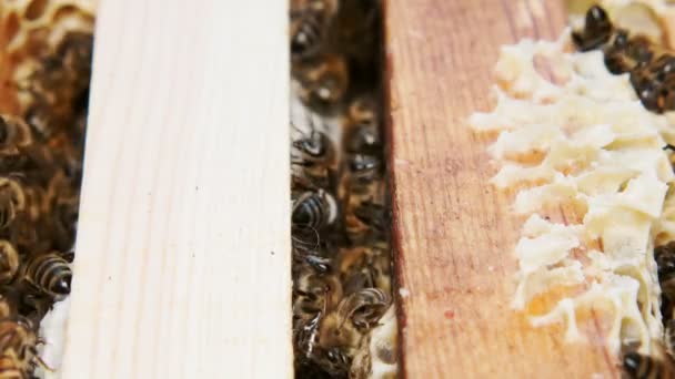 Μέλισσες Παράγουν Μέλι Κοντινό Πλάνο Του Έργου Των Μελισσών — Αρχείο Βίντεο