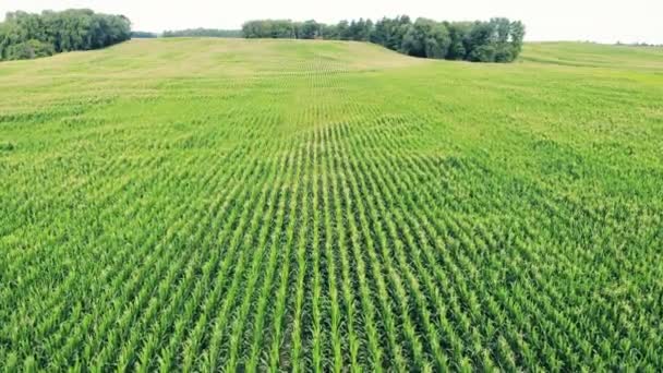 Vídeo Aéreo Campo Agrícola Campo Agrícola Con Cultivo Maíz Cosecha — Vídeos de Stock