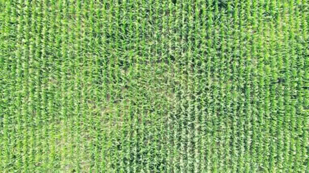 Aerial Video Farm Field Agricultural Field Growing Corn Harvest Process — Stock Video