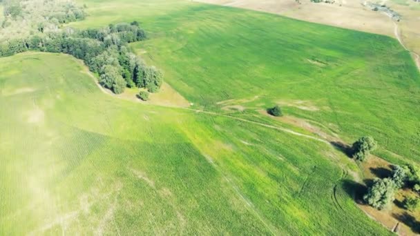 Lucht Video Van Een Farm Veld Landbouwgebied Met Groeiende Maïs — Stockvideo