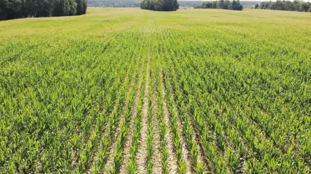 Légi Videó Egy Mezőgazdasági Területen Mezőgazdasági Terület Növekvő Kukoricával Betakarítás — Stock videók