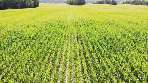 Aerial Video Farm Field Agricultural Field Growing Corn Harvest Process — Stock Video