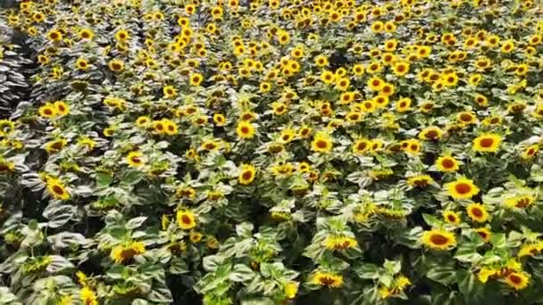 Lucht Video Van Een Farm Veld Landbouwgebied Met Groeiende Zonnebloemen — Stockvideo