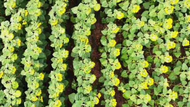 Luftbild Eines Landwirtschaftlichen Feldes Ackerland Mit Sonnenblumenanbau Ernte Reifeprozess — Stockvideo