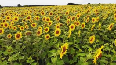 Bir çiftlik alanının havadan videosu. Büyüyen ayçiçeği ile tarım alanı. Olgunlaşma sürecinde hasat.
