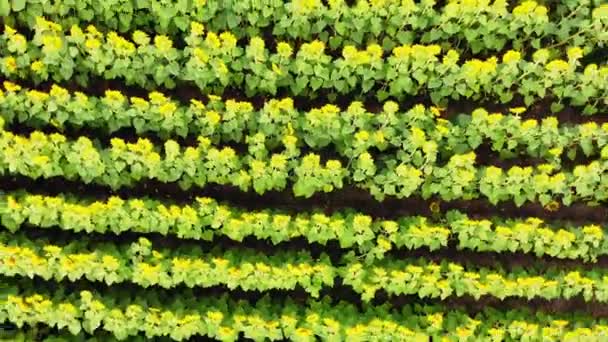 Lucht Video Van Een Farm Veld Landbouwgebied Met Groeiende Zonnebloemen — Stockvideo