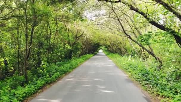 Conducir Coche Largo Hermosa Carretera Vacía Con Exuberante Follaje Verde — Vídeos de Stock