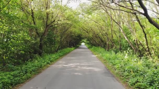 Conducir Coche Largo Hermosa Carretera Vacía Con Exuberante Follaje Verde — Vídeos de Stock