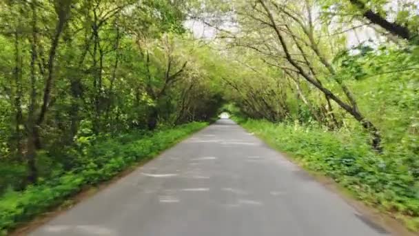 Водіння Автомобіля Вздовж Красивої Порожньої Дороги Пишним Зеленим Листям — стокове відео