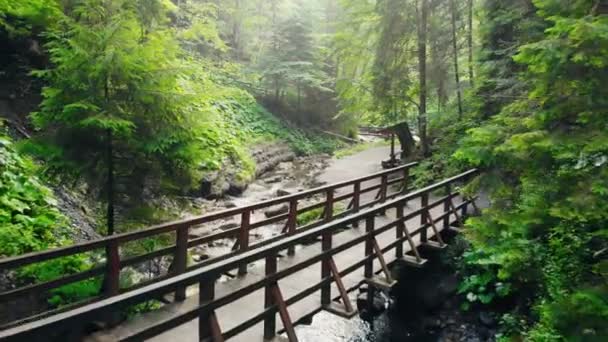 Hegyi Folyó Folyik Sziklás Partok Között Erdőben — Stock videók