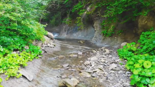 Mountain River Flows Rocky Shores Forest — Stock Video