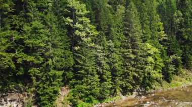 Ormanda kayalık kıyılar arasında bir dağ nehri akar.