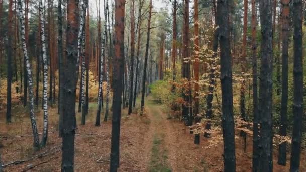 Відеозйомка Дрона Осінньому Лісі Дикий Листяний Змішаний Ліс Пофарбований Осінні — стокове відео