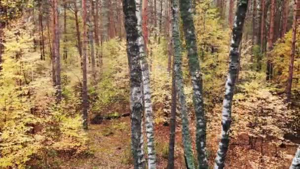 Videografia Drone Floresta Outono Floresta Caduca Selvagem Mista Pintada Cores — Vídeo de Stock