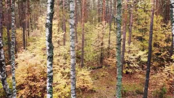 Videografía Dron Bosque Otoño Bosque Salvaje Caducifolio Mixto Pintado Colores — Vídeo de stock