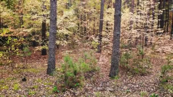 Videografie Bezpilotního Letounu Podzimním Lese Divoký Opadavý Smíšený Les Malován — Stock video