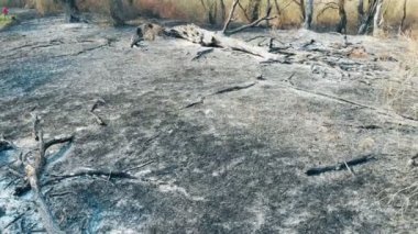 Orman yangınının sonuçları. Yerdeki küller ve yanmış ağaçlar..