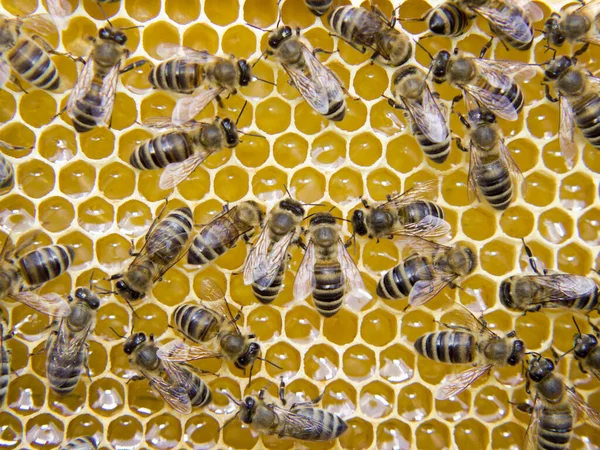 Busy Bees Close View Working Bees Honeycomb Bees Close Showing — Stock Photo, Image