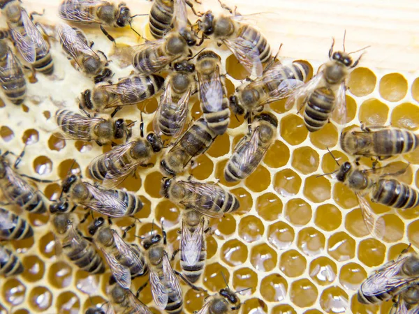 Busy Bees Close View Working Bees Honeycomb Bees Close Showing — Stock Photo, Image