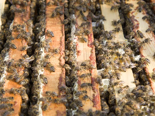 Fleißige Bienen Nahsicht Auf Die Arbeitsbienen Auf Der Wabe Bienen — Stockfoto