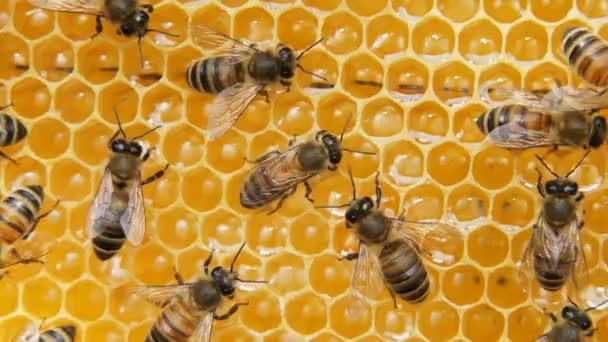 Werken Bijen Bijenkorf Bijen Zetten Nectar Honing Bedekken Het Met — Stockvideo