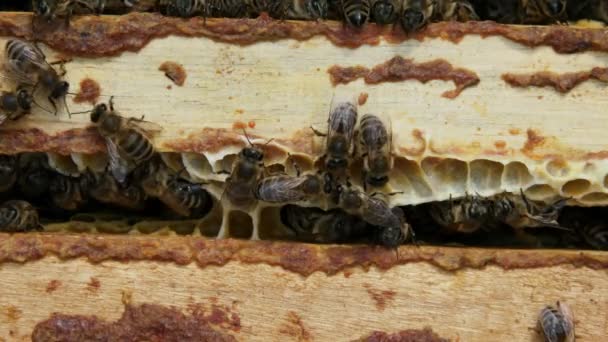 Arbeitsbienen Stock Bienen Wandeln Nektar Honig Und Hüllen Ihn Waben — Stockvideo