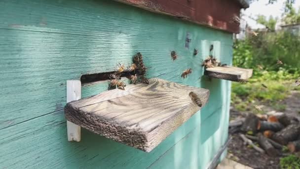 Arıların Yavaş Çekim Videosu Arı Kovanına Video Çekimi — Stok video
