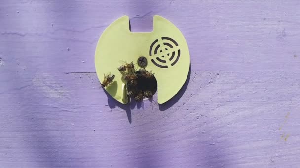 Slow Motion Video Bees Video Shot Organic Apiary — Stock Video