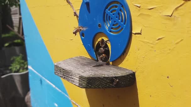 ミツバチのスローモーションビデオ 有機桃で撮影されたビデオ — ストック動画