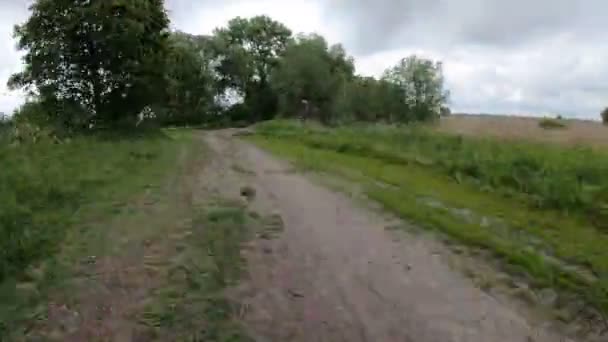 Hyperlapsus Caméra Déplace Long Une Route Forestière Autour Des Arbres — Video