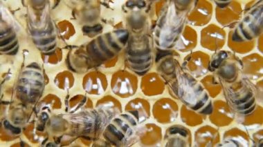 Kovanda çalışan arılar. Arılar nektarı bala dönüştürür ve bal petekleriyle kaplarlar. Arıcılık.