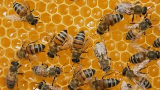 蜂房里的工蜂 蜜蜂把花蜜转化为蜂蜜 用蜂窝包裹起来 养蜂业 — 图库视频影像