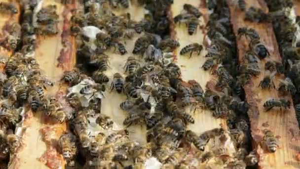 蜂を巣で働かせて ミツバチは蜜を蜂蜜に変換し それをハニカムで覆います 養蜂業 — ストック動画