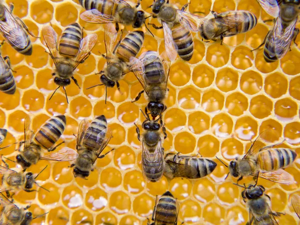 Fleißige Bienen Nahsicht Auf Die Arbeitsbienen Auf Der Wabe Bienen — Stockfoto