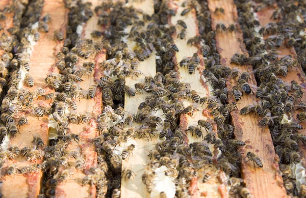 Rušné Včely Zblízka Podívejte Pracovní Včely Plástech Včely Zblízka Ukazují Royalty Free Stock Fotografie