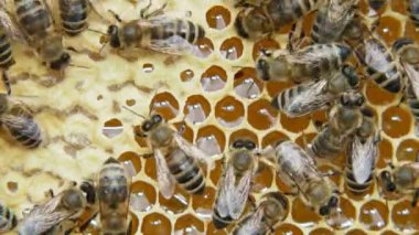 Kovanda çalışan arılar. Arılar nektarı bala dönüştürür ve bal petekleriyle kaplarlar. Arıcılık.