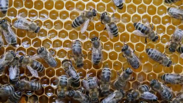 Praca Pszczół Ulu Pszczoły Przekształcają Nektar Miód Pokrywają Plastrami Miodu — Wideo stockowe