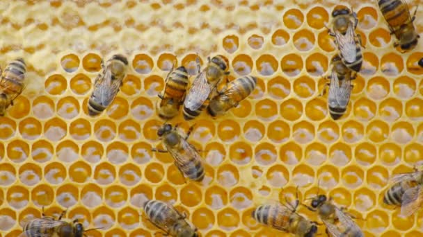 蜂房里的工蜂 蜜蜂把花蜜转化为蜂蜜 用蜂窝包裹起来 养蜂业 — 图库视频影像