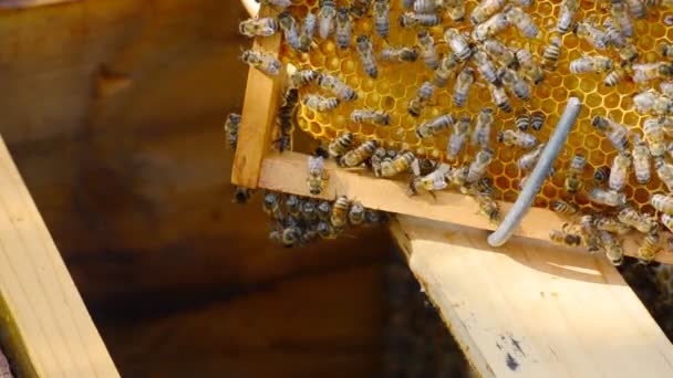 Abejas Trabajo Colmena Las Abejas Convierten Néctar Miel Cubren Con — Vídeos de Stock