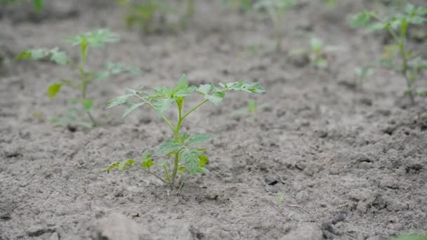 Landwirt Gießt Pflanzen Rettet Sich Vor Der Dürre Echt Biologischer — Stockvideo