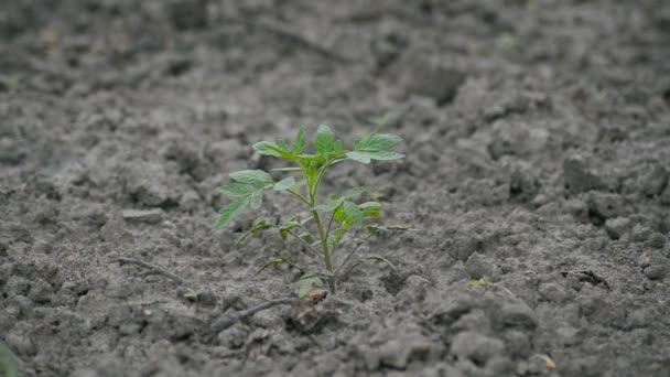 Фермер Поливає Рослини Рятуючись Від Посухи Справжнє Чисте Органічне Землеробство — стокове відео