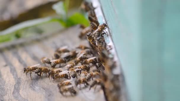 蜜蜂来了 在蜂房入口附近工作 还把蜂房喷出 — 图库视频影像