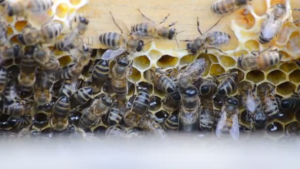 Dolgozó Méhek Kaptárban Méhek Nektárból Mézet Csinálnak Méhecskékkel Borítják Méhészet — Stock videók