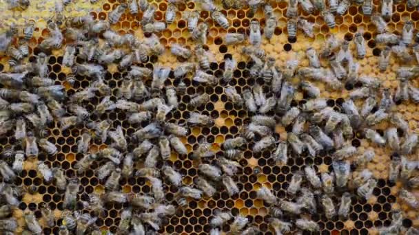 Arbeitsbienen Stock Bienen Wandeln Nektar Honig Und Hüllen Ihn Waben — Stockvideo