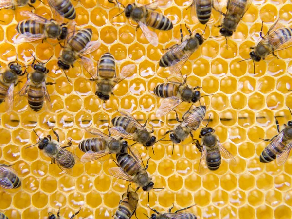 Busy Bees Close View Working Bees Honeycomb Bees Close Showing — Stock Photo, Image