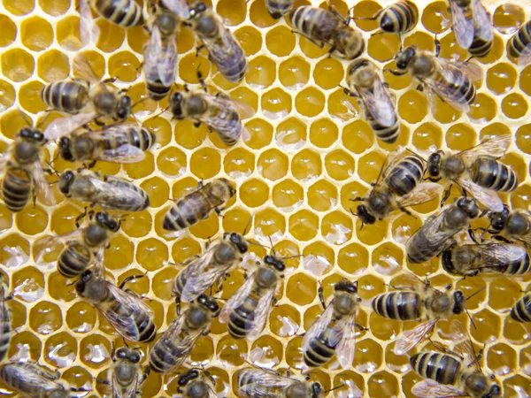 Busy Bees Close View Working Bees Honeycomb Bees Close Showing — Stock Photo, Image