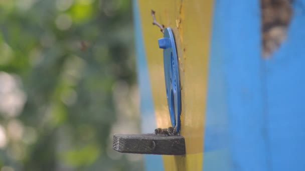 Bienen Kommen Arbeiten Der Nähe Des Eingangs Zum Bienenstock Und — Stockvideo