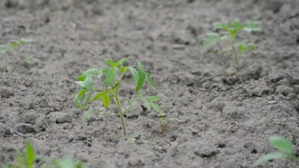 Farmář Zalévá Rostoucí Rostliny Zachraňuje Před Suchem Skutečné Čisté Ekologické — Stock video